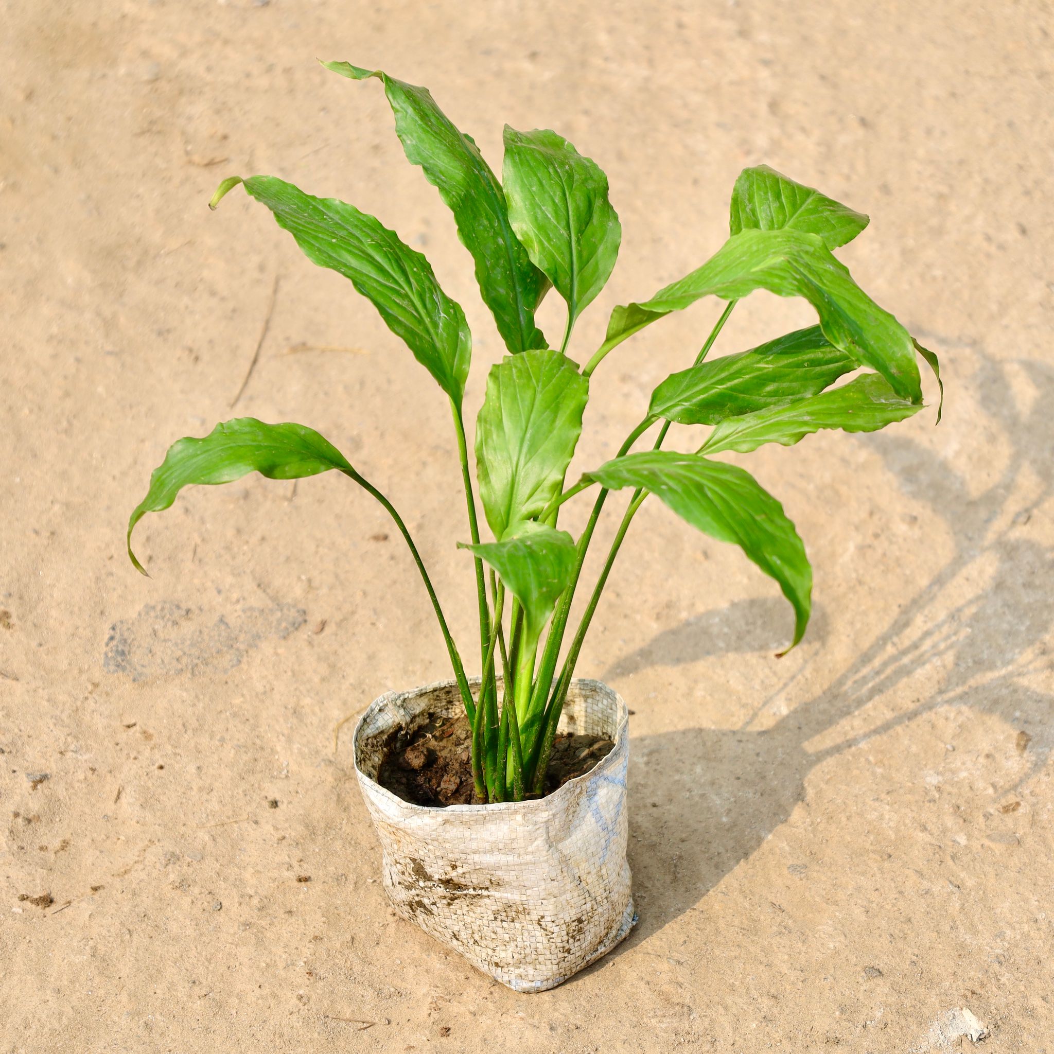 Peace Lily in 4 Inch Nursery Bag