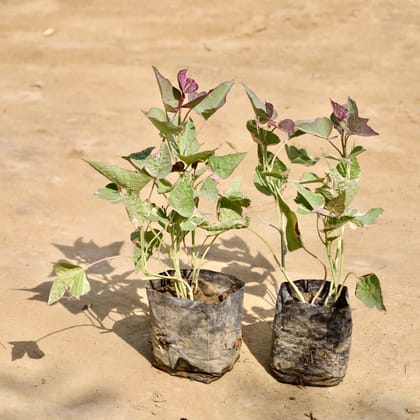 Buy Set of 2 - Ipomoea / Sweet Potato Vine Variegated in 4 Inch Nursery Bag Online | Urvann.com