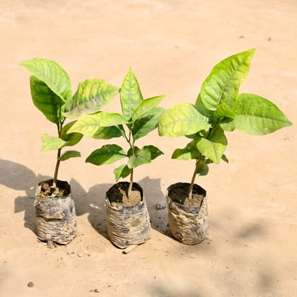 Buy Set of 3 - Bel Patra in 4 Inch Nursery Bag Online | Urvann.com