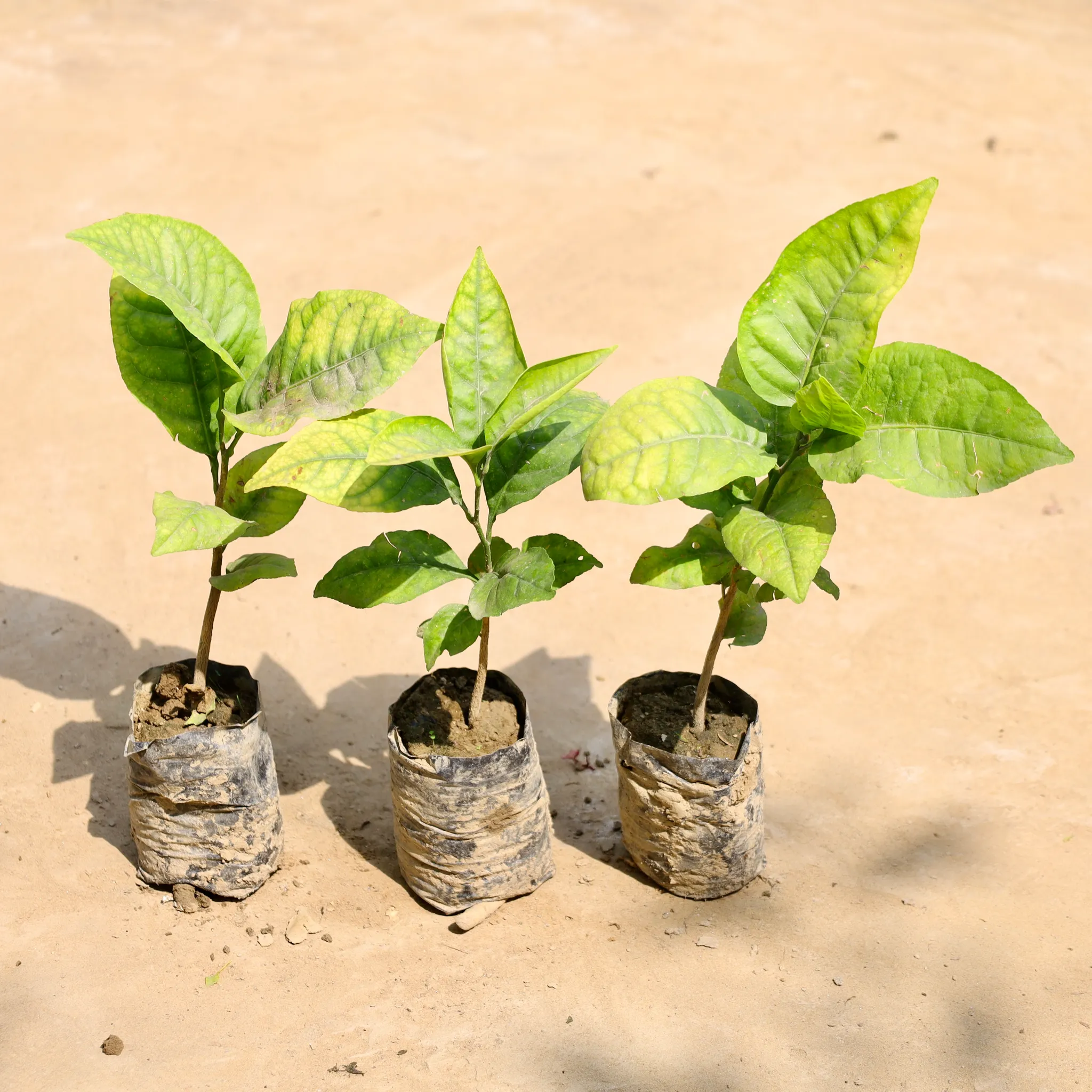 Set of 3 - Bel Patra in 4 Inch Nursery Bag