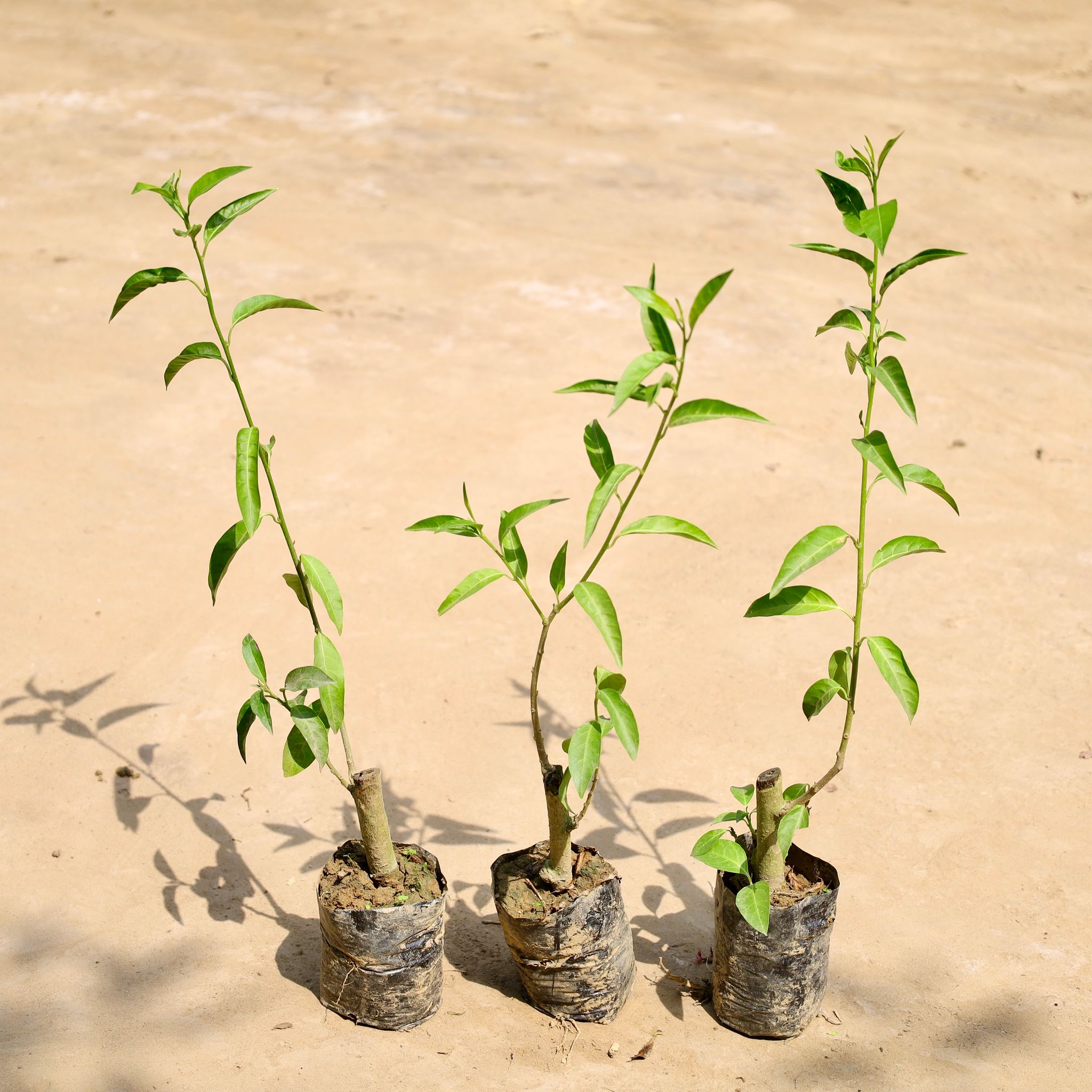 Set of 3 - Raat ki Rani / Night Blooming Jasmine in 4 Inch Nursery Bag