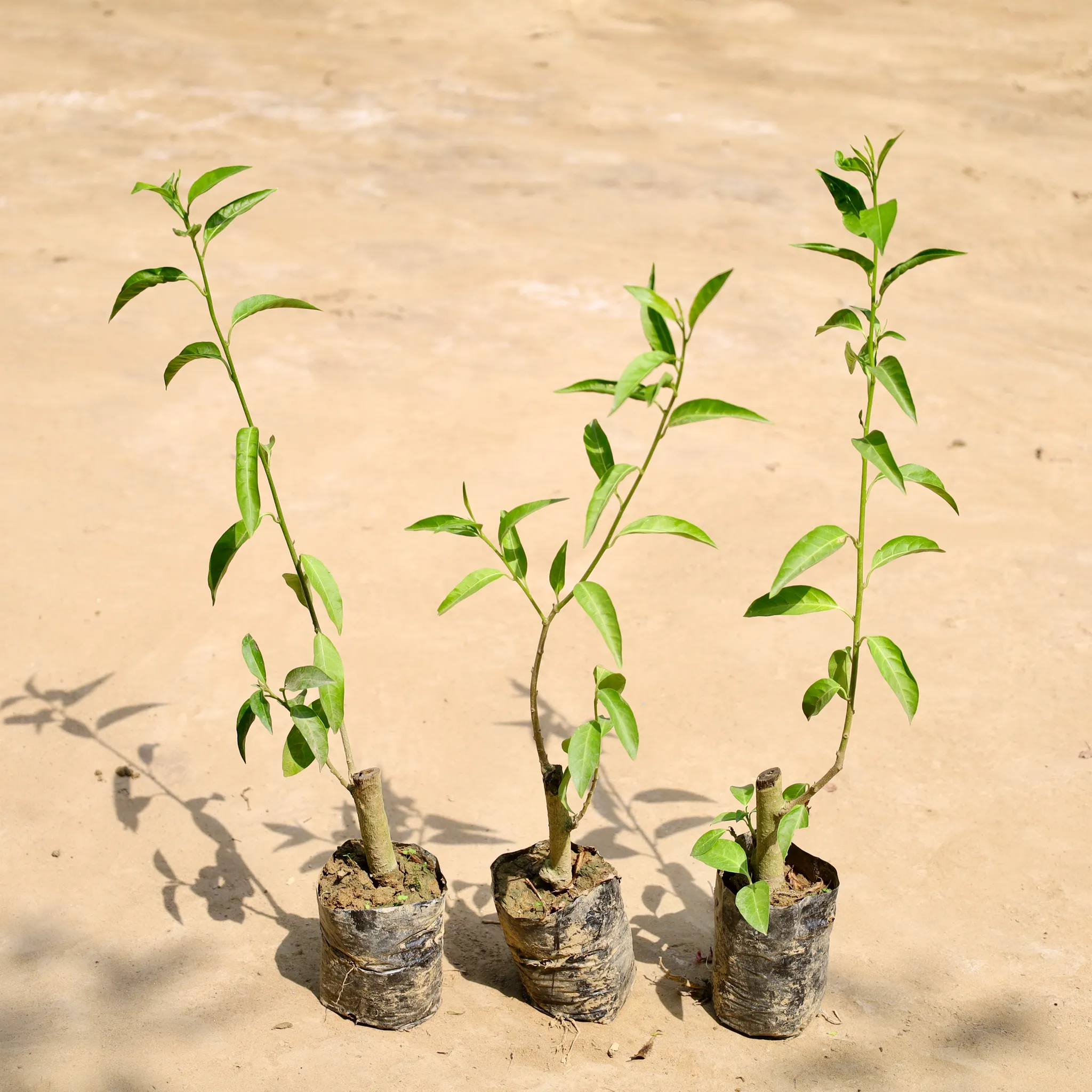 Set of 3 - Raat ki Rani / Night Blooming Jasmine in 4 Inch Nursery Bag