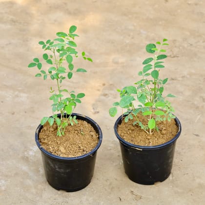 Buy Aparajita / Asian Pigeonwings (Any Colour) in 6 Inch Nursery Pot Online | Urvann.com