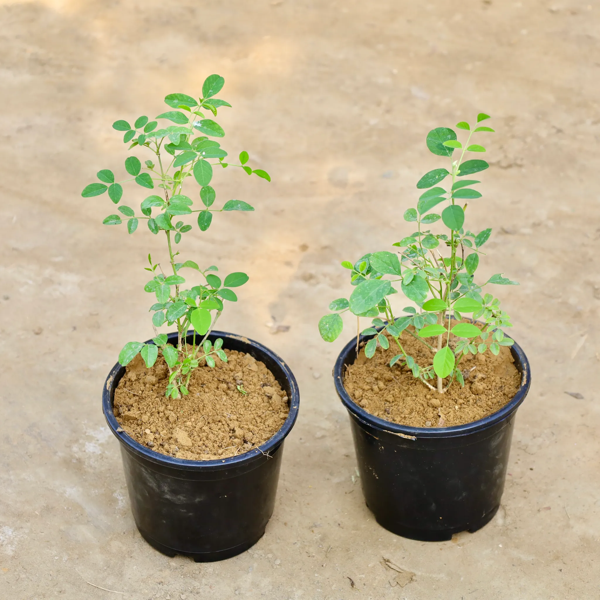 Aparajita / Asian Pigeonwings (Any Colour) in 6 Inch Nursery Pot
