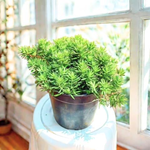 Sedum Green Succulent in 4 Inch Nursery Pot