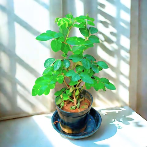 Aparajita / Asian Pigeonwings (Any Colour) in 4 Inch Nursery Pot With Tray