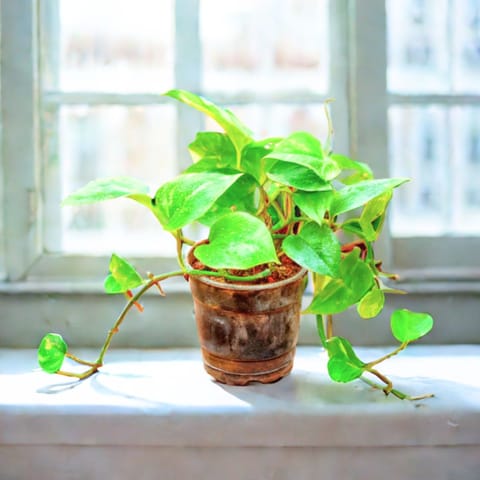 Money Plant Green in 5 Inch Nursery Pot