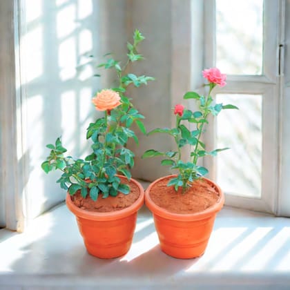 Set of 2 - Rose / Gulab (Pink &Orange) in 7 Inch Classy Red Plastic Pot