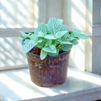 Fittonia / Nerve Plant White in 4 Inch Nursery Pot