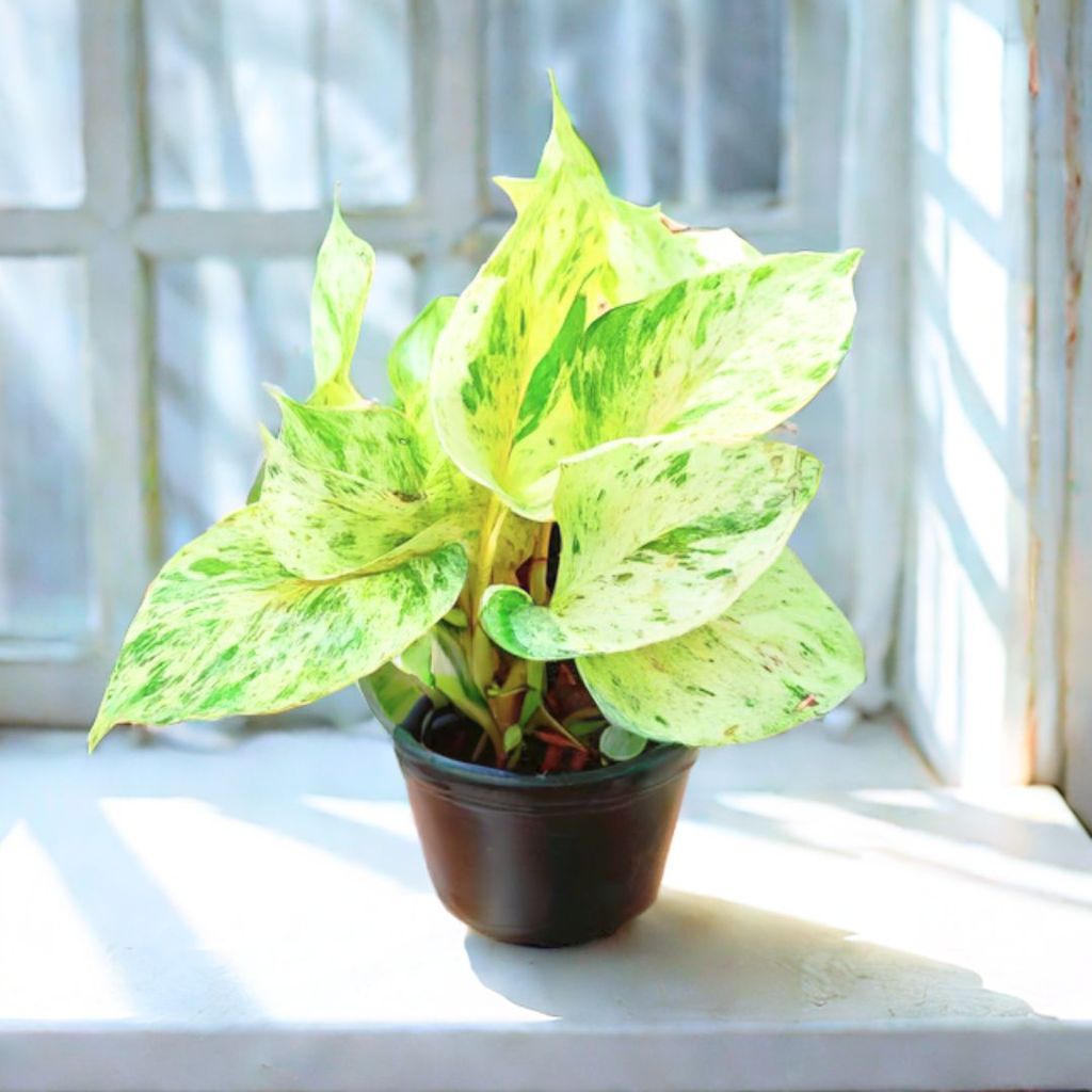 Money Plant White in 5 Inch Nursery Pot Money Plant White in 5 Inch Nursery Pot