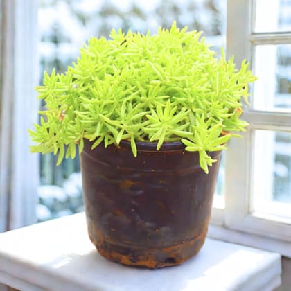 Sedum Yellow Succulent in 4 Inch Nursery Pot