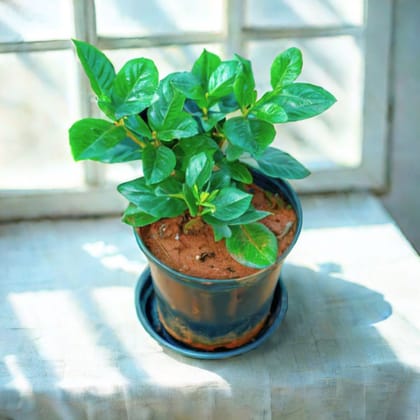 Gardenia / Gandhraaj (Any Colour) in 5 Inch Nursery Pot With Tray