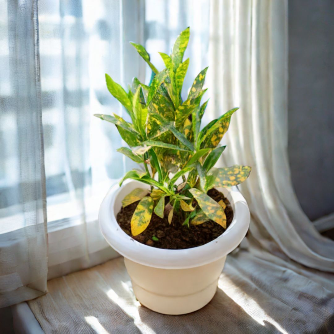 Baby Croton in 6 Inch White Classy Plastic Pot