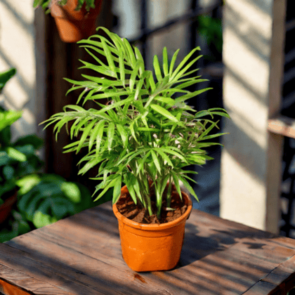 Chamaedorea in 4 Inch Nursery Pot