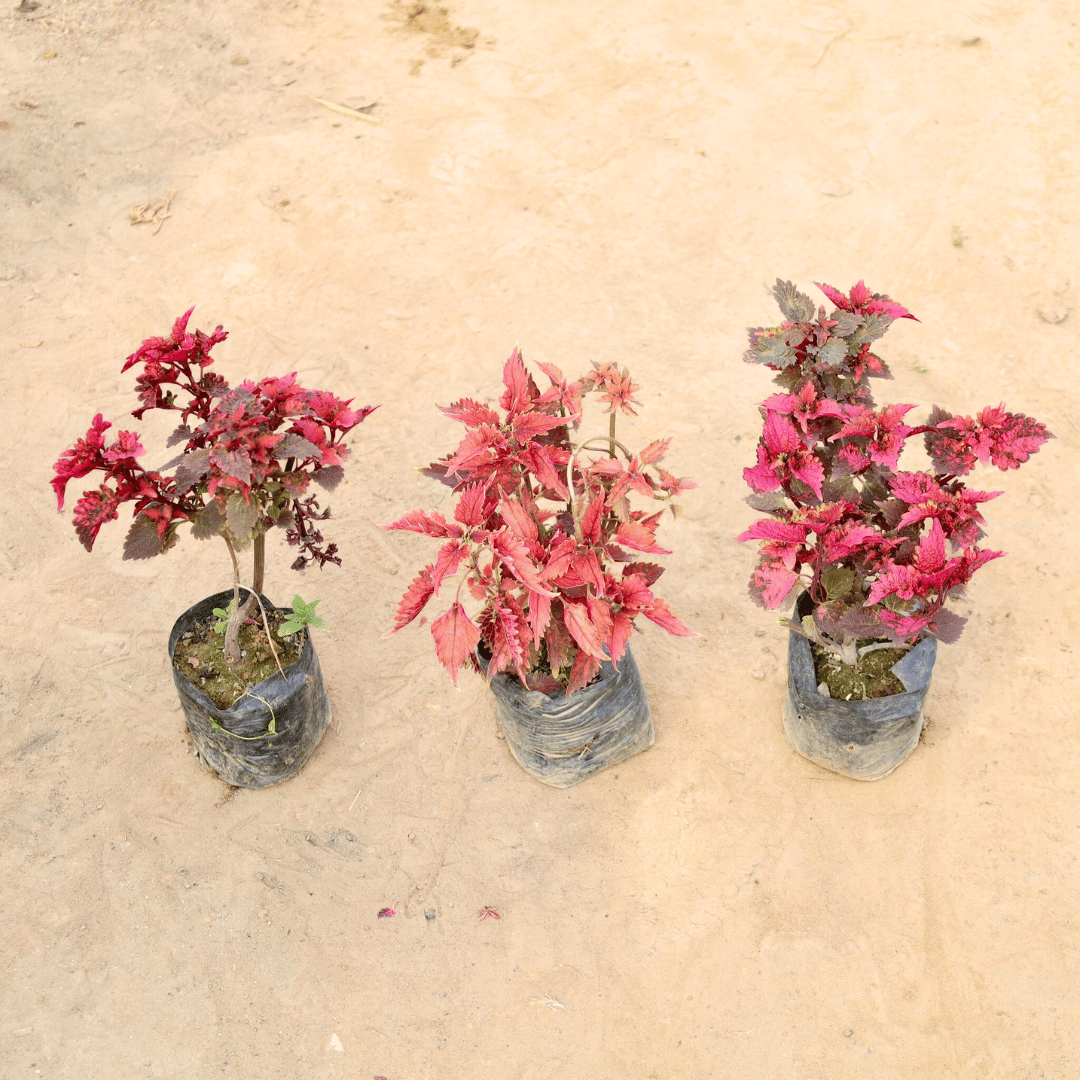 Set of 3 - Coleus (any colour) in 4 Inch Nursery Bag