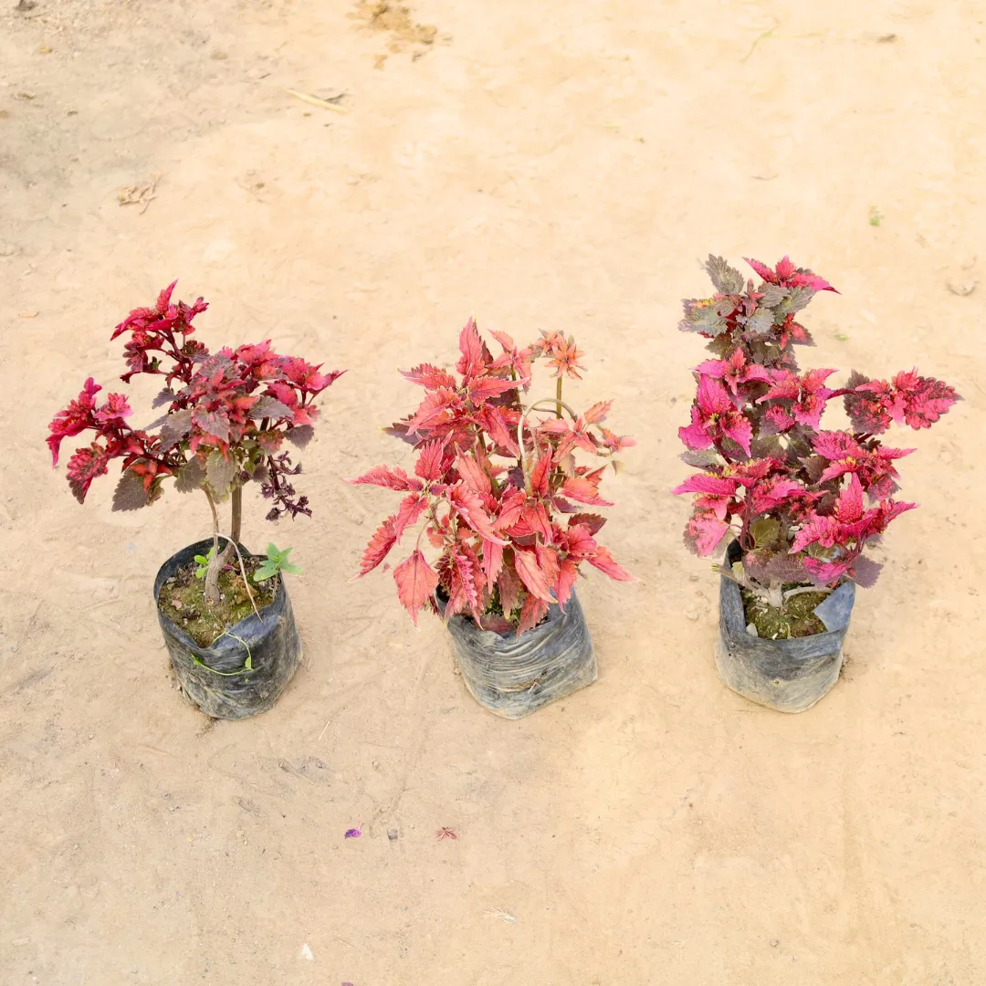 Set of 3 - Coleus (any colour) in 4 Inch Nursery Bag