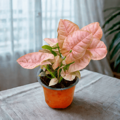 Syngonium Pink in 4 Inch Nursery Pot