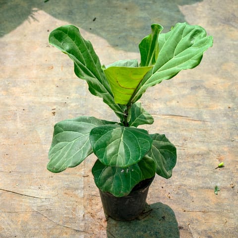 Fiddle Leaf Fig / Ficus Lyrata in 6 Inch Nursery Pot