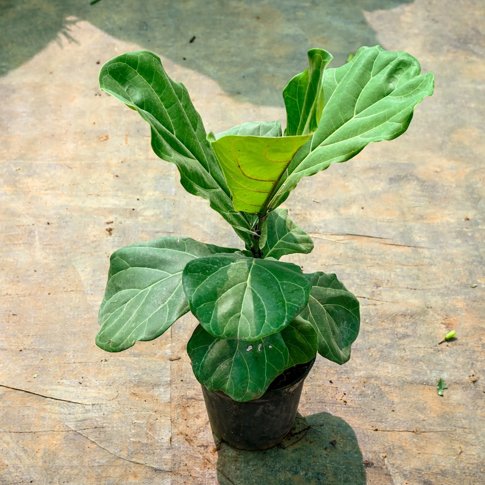 Fiddle Leaf Fig / Ficus Lyrata in 6 Inch Nursery Pot