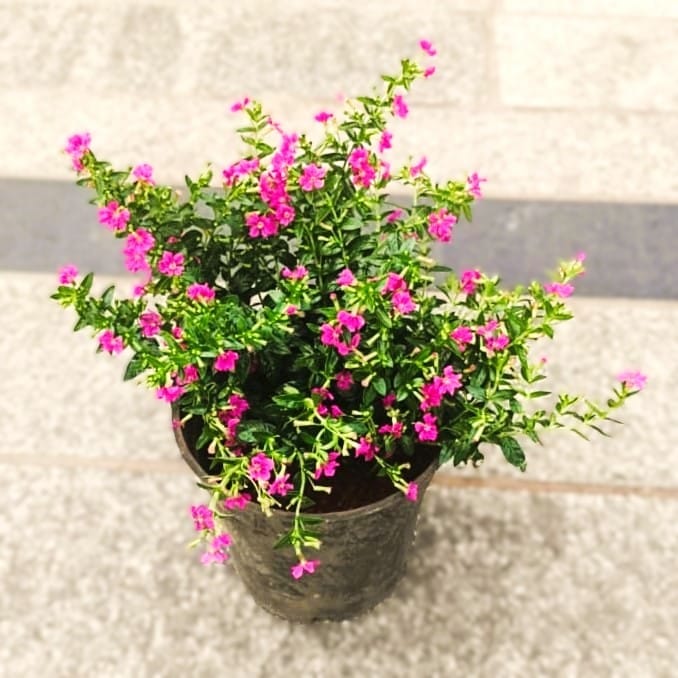 Cuphea / False Heather Pink in 4 Inch Nursery Pot Cuphea / False Heather Pink in 4 Inch Nursery Pot