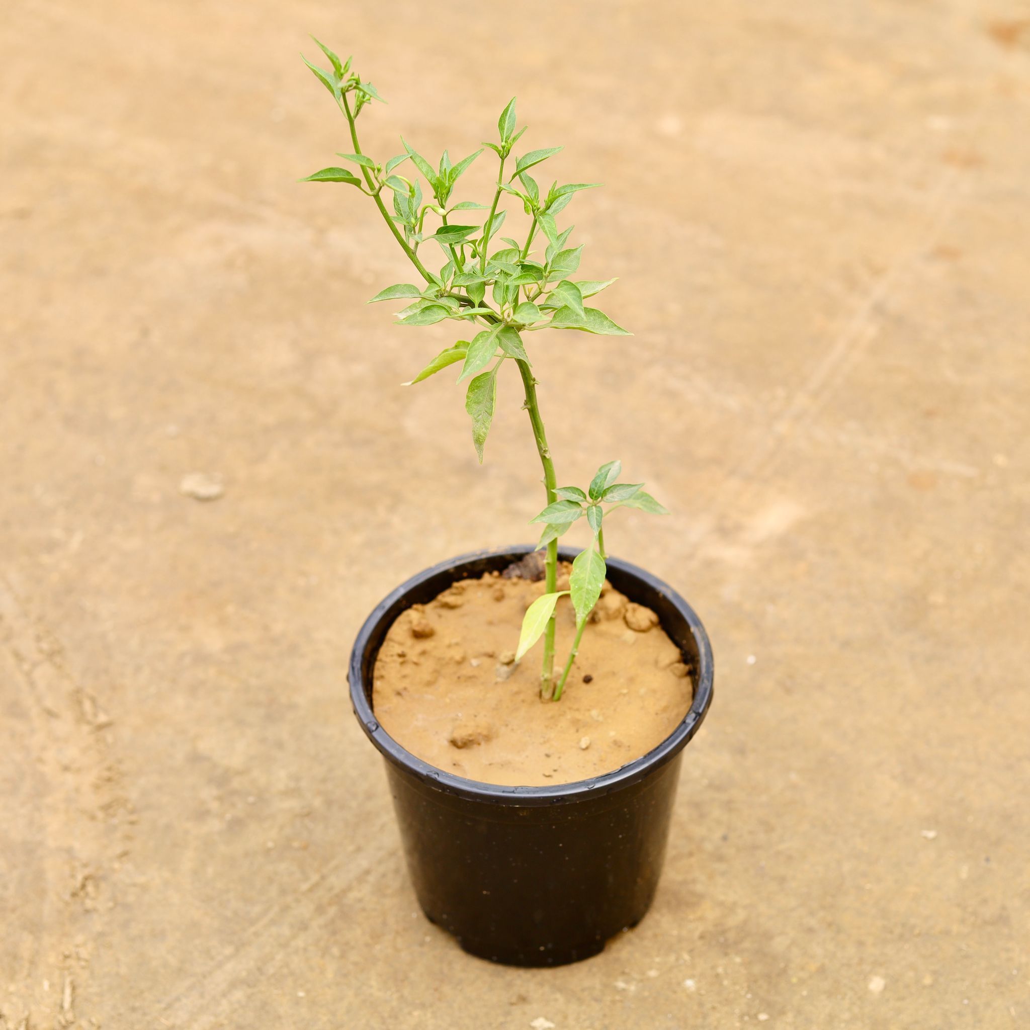 Green Chilli / Mirchi Plant in 6 Inch Nursery Pot