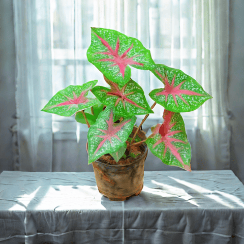 Caladium / Heart Of Jesus Green Plant in 4 Inch Nursery Pot