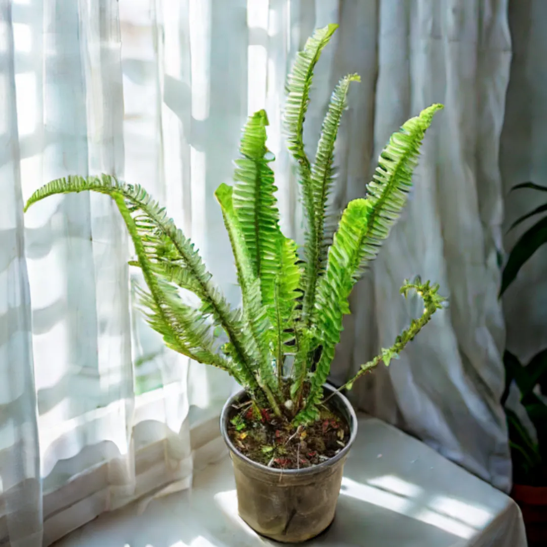 Fern Green in 6 Inch Nursery Pot