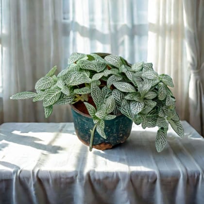Fittonia in 4 Inch Nursery Pot