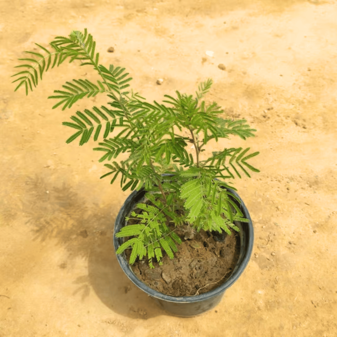 Holy Shami in 6 Inch Nursery Pot