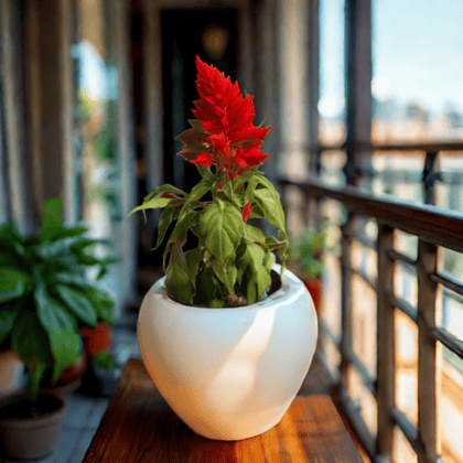 Celosia / Cockscomb (any colour) in 6 Inch White Premium Apple Plastic Pot