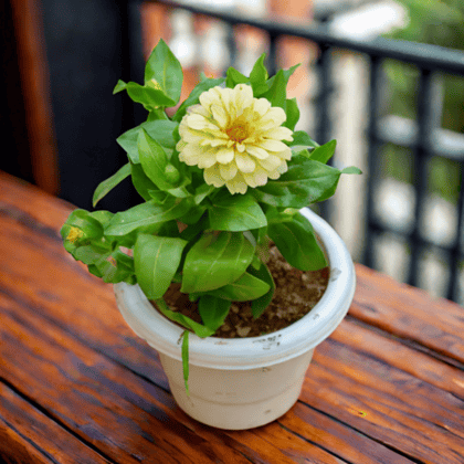 Zinnia (Any Colour) in 6 Inch White Classy Plastic Pot