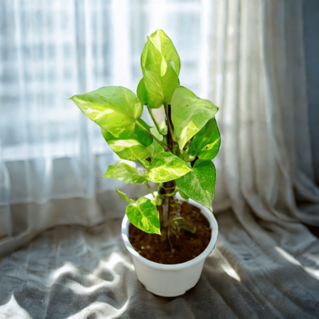 Money Plant Green With Moss Stick in 6 Inch Nursery Pot