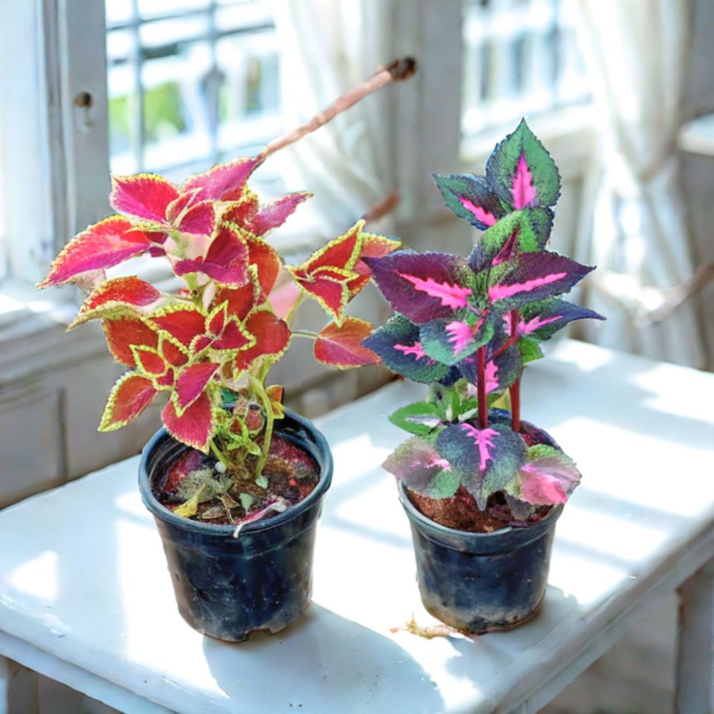 Set of 2 - Coleus (any colour & design) in 4 Inch Nursery Pot Set of 2 - Coleus (any colour & design) in 4 Inch Nursery Pot