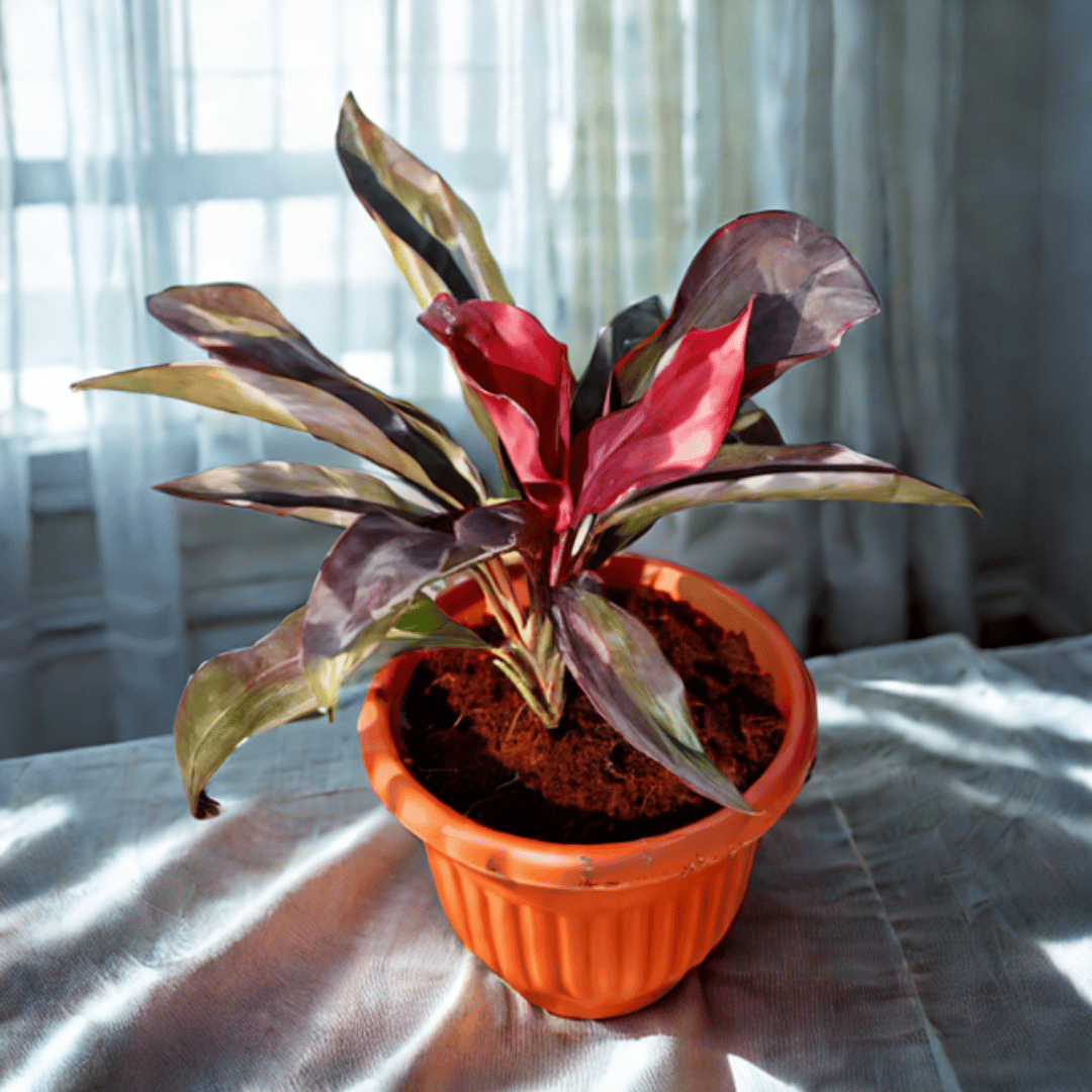 Dracaena Rosea in 8 Inch Terracotta Red Olive Plastic Pot