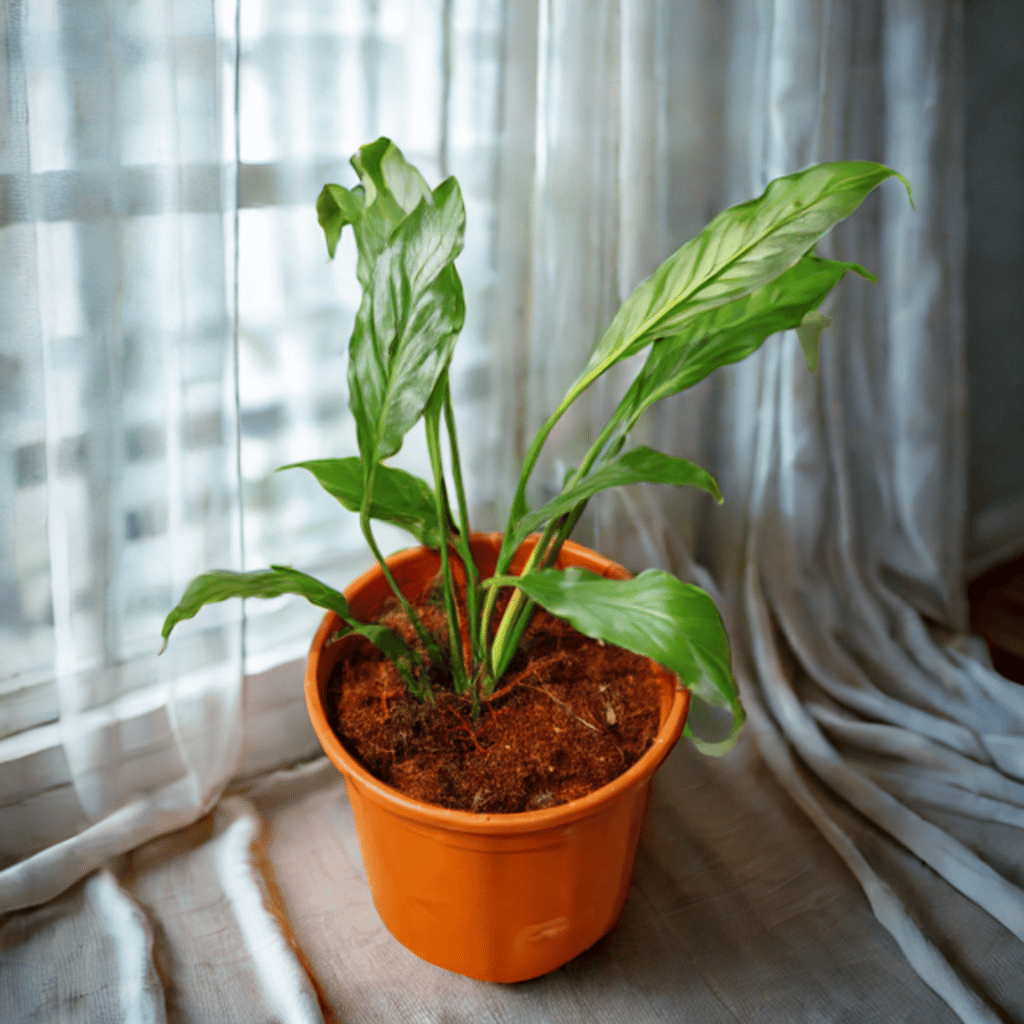 Peace Lily (any colour) in 6 Inch Red Nursery Pot