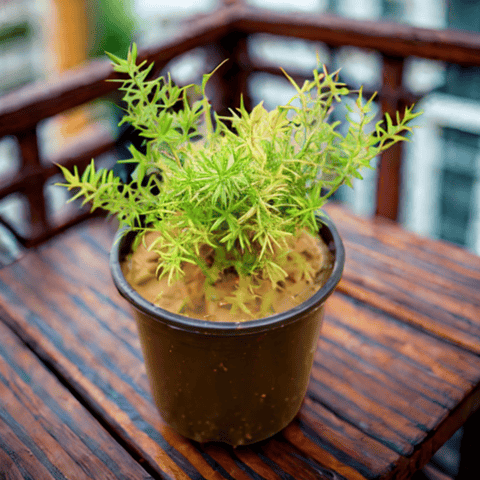 Asparagus in 6 Inch Nursery Pot