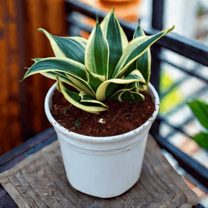 Snake Dwarf in 6 Inch White Nursery Pot