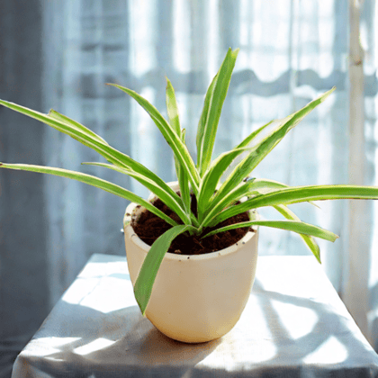 Spider in 4 Inch Classy White Cup Ceramic Pot