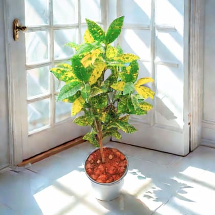 Baby Croton in 5 Inch Nursery Pot