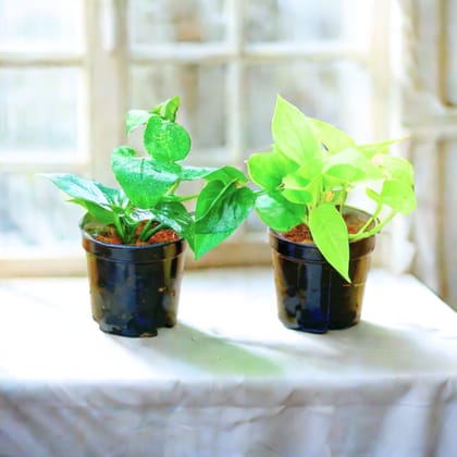 Set of 2 - Money Plant (Green, Golden) in 4 Inch Nursery Pot