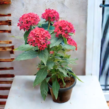 Pentas Pink in 5 Inch Nursery Pot