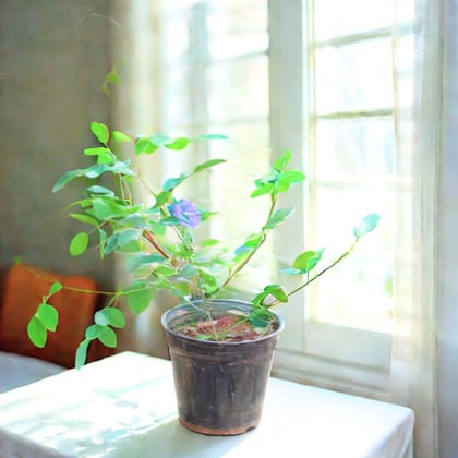 Aparajita (any colour) in 4 Inch Nursery Pot