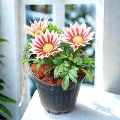 Gazania (any colour) in 4 Inch Nursery Pot