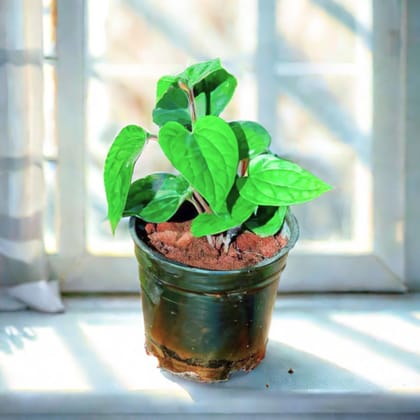 Paan / Betel Leaf in 4 Inch Nursery Pot