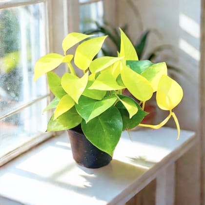 Money Plant Golden in 4 Inch Nursery Pot