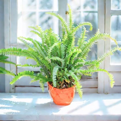 Fern Green in 6 Inch Nursery Pot