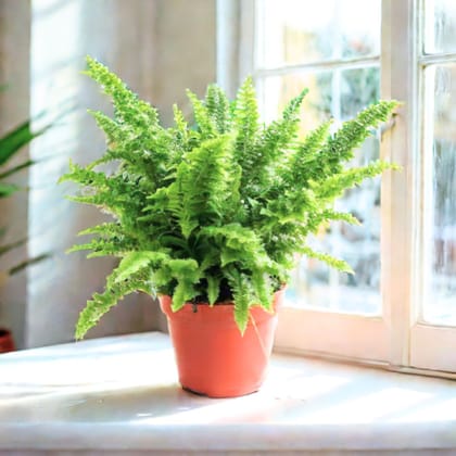 Fern Green in 6 Inch Nursery Pot