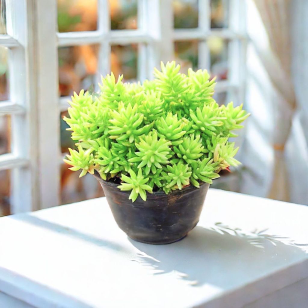Sedum Yellow Golden Succulent in 3 Inch Nursery Pot Sedum Yellow Golden Succulent in 3 Inch Nursery Pot