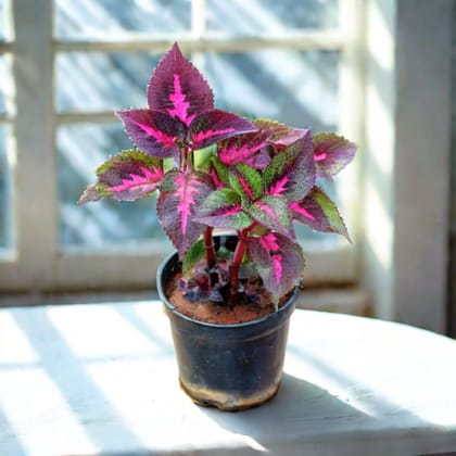 Coleus Red (design may vary) in 4 Inch Nursery Bag