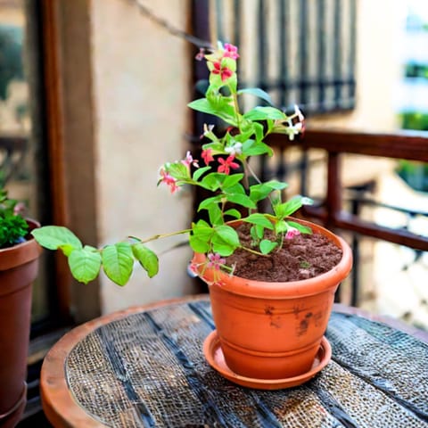 Madhu Malti / Rangoon Creeper Pink & White in 7 Inch Classy Red Plastic Pot with Tray